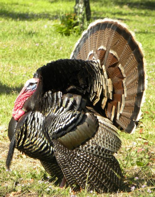 Turkija,  Ratas,  Kalifornija,  Paukštis,  Laukinė Gamta