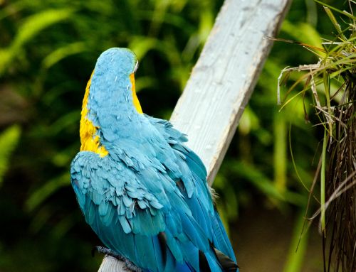 Macaw,  Macaws,  Papūga,  Papūgos,  Paukštis,  Paukščiai,  Mėlynas,  Turkis,  Plunksnos,  Turquoise Macaw