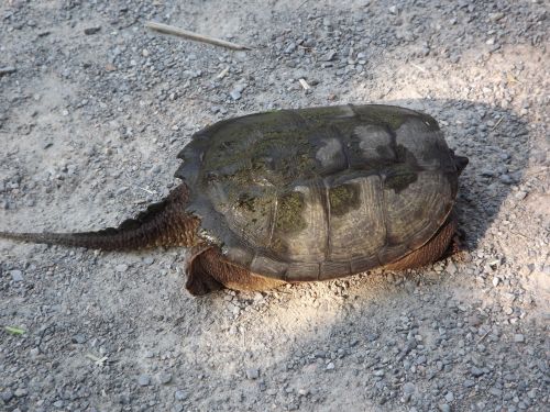 Vėžlys,  Snapping & Nbsp,  Vėžlys,  Lukštas,  Vaikščioti,  Perėjimas,  Kelias,  Vėžlys