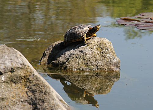 Vėžlys, Vandens, Vandens Gyvūnai, Vanduo