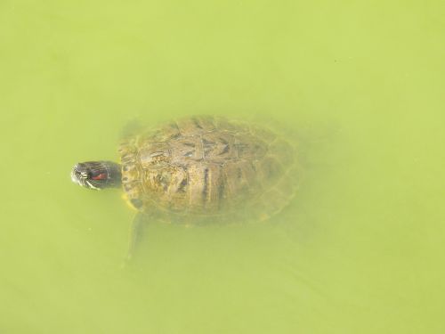 Vėžlys, Vanduo, Gyvūnas, Gamta, Laukinė Gamta