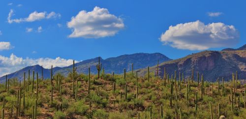 Tucson, Arizona, Dykuma, Gražus, Peizažas, Kaktusas, Gamta, Kraštovaizdis, Lauke, Karštas, Sausas, Kalnai