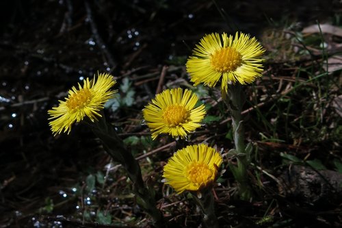 Tussilago Farfara,  Geltona Gėlė,  Pobūdį,  Augalas