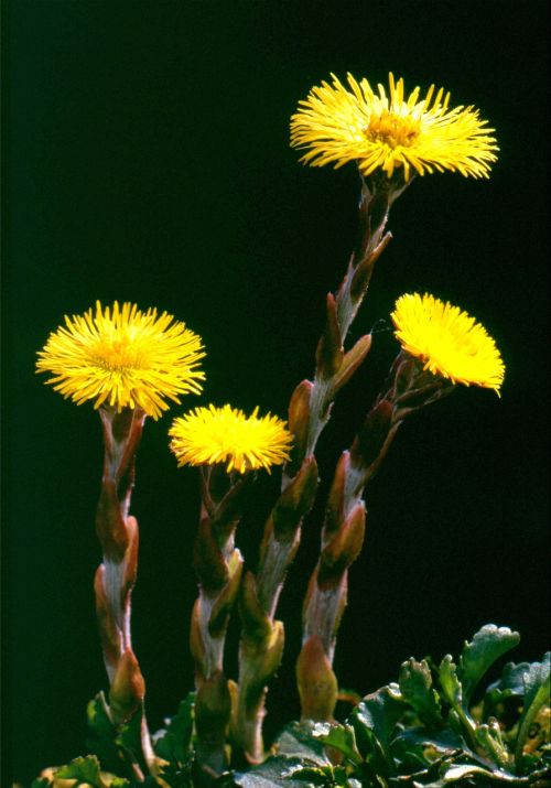 Tussilago Farfara, Gėlė, Gamta, Žiedas, Žydėti, Geltona