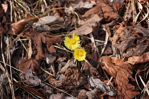 Tussilago Farfara, Geltona, Gėlė, Augalas, Ankstyvas Bloomer, Lapai, Pavasaris, Gamta