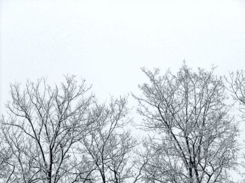 Šakelės, Medžiai, Žiema, Dangus