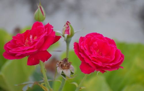 Dvynės Rožės, Pumpurai, Susmulkintos Gėlės, Gyvenimo Ratas, Raudonos Rožės