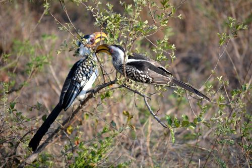Du Paukščiai, Kruger Parkas, Afrika