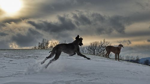 Du Šunys, Bėgimo Šuo, Puikus Dane