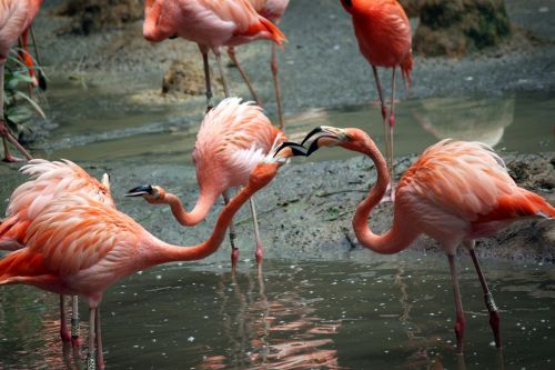 Du,  Flamingo,  Kovos,  Maistas,  Du Flamingas Kovoja Už Maistą