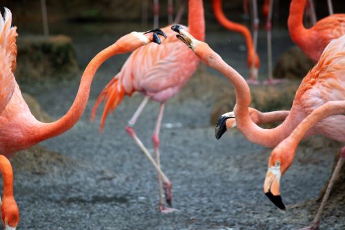 Du,  Flamingo,  Kovos,  Snapas,  Du Flamingo Kovos Su Snapu
