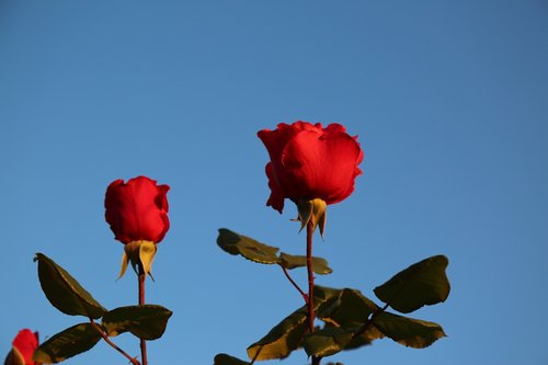 Du Iš Rožės,  Dvigubo Rose,  Raudona Roze,  Pobūdį,  Gėlė,  Lauko