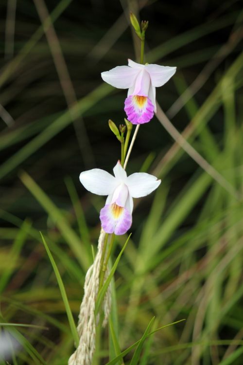 Du Baltos & Nbsp,  Orchidėjos & Nbsp,  Gėlių,  Žalios Spalvos & Nbsp,  Lapai,  Singapūras,  Dvi Baltos Orchidėjų Gėlės