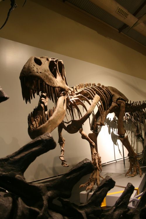 Tyrannosaurus, Skeletas, Priešistorinis, Istorija, Gyvūnas, Dinozauras, Senas, Išnykęs, Jurassic, Istorinis, Dino, Eros