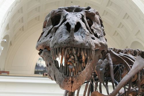 Tyrannosaurus, Priešistorinis, Skeletas, Dinozauras, Kaulai, Gyvūnas, Iškastinis, Senovės, Jurassic, Kaukolė, Mokslas, Senas, Dantys, Paleontologija, Muziejus, Dino, Ropliai, Išnykęs, T-Rex