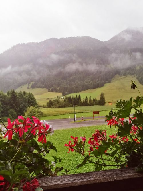 Tyrol, Gėlės, Austria, Alpės, Gyvoji Gamta, Kalnai
