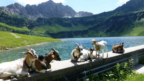Tyrol, Tannheimertal, Baseinų Viršus, Vestuvinis Kalninis Ežeras, Šalies Tiekėjo Namelis, Ožkos
