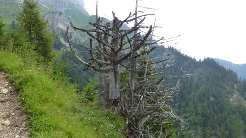 Tyrol, Tannheimer Tal, Namų Namelis, Kalnai, Miręs Medis
