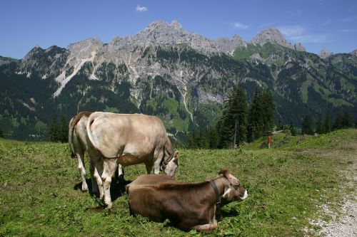 Tyrol, Gräner Annoy Alpe, Karvės, Gimpelis, Raudona Flüh