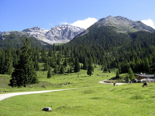 Tyrol, Kalnų Pieva, Alm, Austria, Kraštovaizdis, Medžiai, Kalnai, Kaimas