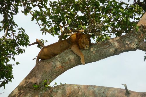 Uganda, Liūtas, Medis Liūtas, Ishasha Nacionalinis Parkas, Safari, Laukinė Gamta