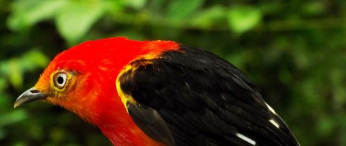 Uirapuru, Brazilijos Paukščiai, Paukščiai, Raudona Paukštis, Gyvūnas, Tocantins, Brazilija