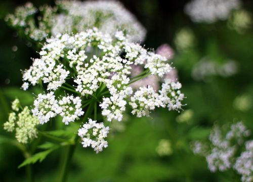 Umbelliferae, Žiedas, Žydėti, Balta, Pievų Žolelės, Pievų Augalai, Doldengewaechs