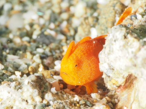 Povandeninis, Frogfish