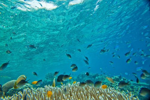 Povandeninis, Mažos Žuvys, Koralas, Atogrąžų, Widi Salos, Halmahera, Indonezija