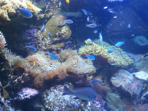 Povandeninis Pasaulis, Egzotinės Žuvys, Povandeninis Gyvenimas, Nardymas, Koralas, Australia