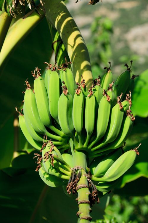 Žemdirbystė,  Bananas,  Filialas,  Krūva,  Maistas,  Šviežias,  Vaisiai,  Žalias,  Grupė,  Augimas,  Kabantis,  Gamta,  Augalas,  Medis,  Atogrąžų,  Neprinokęs,  Neskiepyti Bananai