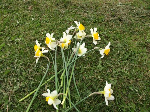Narcizai,  Gėlės,  Žolė,  Nepageidaujamos Gėlės - Narcizai