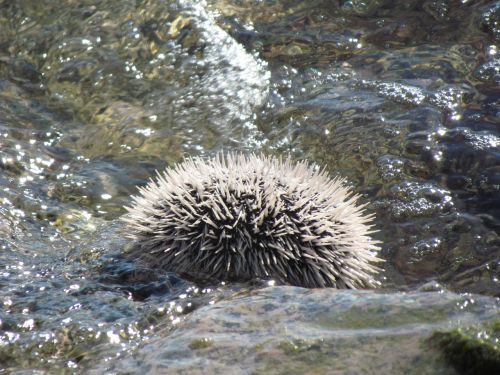 Urchin, Vandenynas, Gamta, Atogrąžų