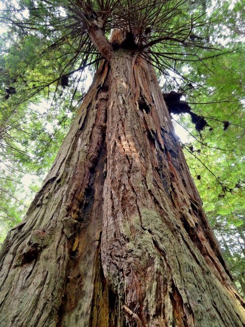 Redwood, Usa, Amerikietis, Redwoodo Nacionalinis Parkas, Medis, Gamta