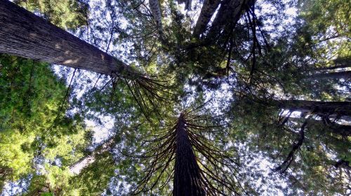 Redwoods, Sekvija, Usa, Amerikietis, Redwoodo Nacionalinis Parkas, Medis, Gamta