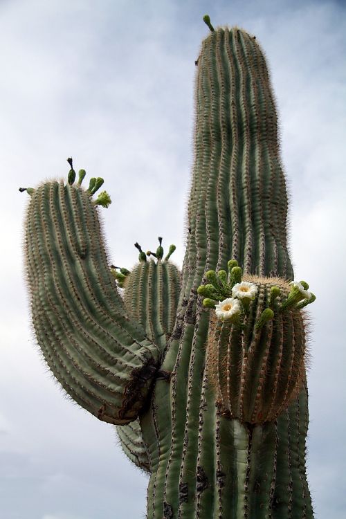 Usa, Arizona, Kaktusas, Dykuma
