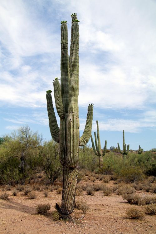 Usa, Arizona, Kaktusas, Dykuma