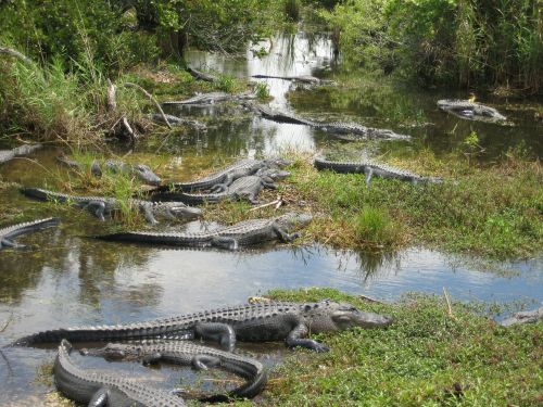 Usa, Miami, Everglades, Krokodilas, Pelkė, Florida