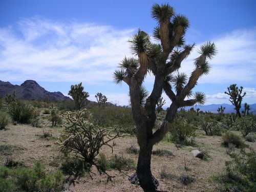 Usa, Dykuma, Kaktusas, Arizona