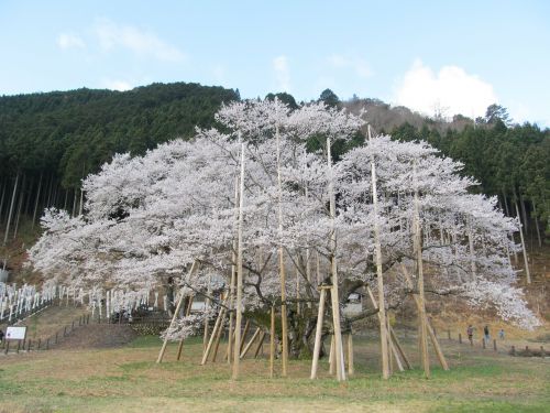 Usuzumi Sakura, Medis Su Daugiau Nei 1500 Metų, Japonija
