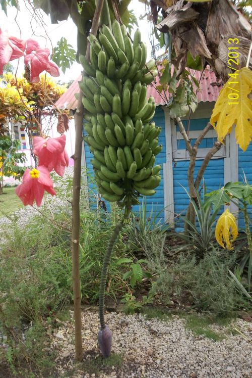 Bananas,  Bananas & Nbsp,  Medis,  Banana & Nbsp,  Uodega,  Bananas & Nbsp,  Augalas,  Atostogų Kelionių Nuotrauka