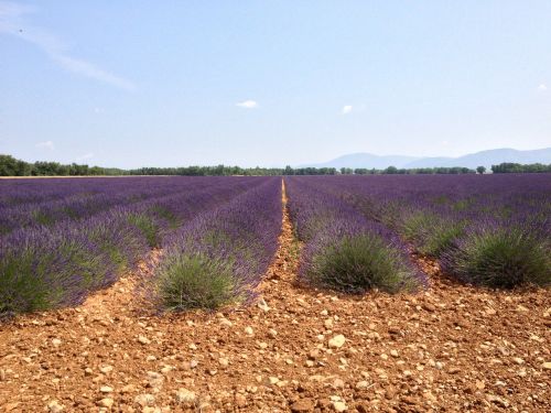 Valensole, Levanda, Vasara, Haute Provence