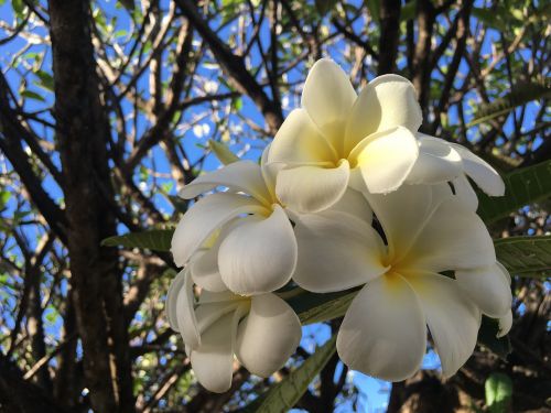 Valentino Gėlė, Plumeria, Gėlė