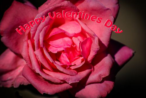 Rožė,  Valentines,  Diena,  Šventė,  Meilė,  Rožinis,  Valentino Diena