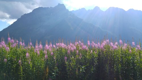 Valmalenco, Kalnai, Lauko Gėlės