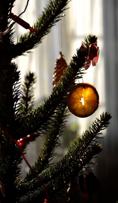 Kalėdos & Nbsp,  Medis,  Ornamentas,  Oranžinė,  Adatos,  Kalėdos