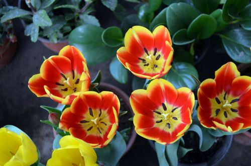 Gėlės,  Tulpė,  Tulpės,  Margas,  Spalvinga,  Daugiametė & Nbsp,  Spalvota,  Įvairūs Tulpės