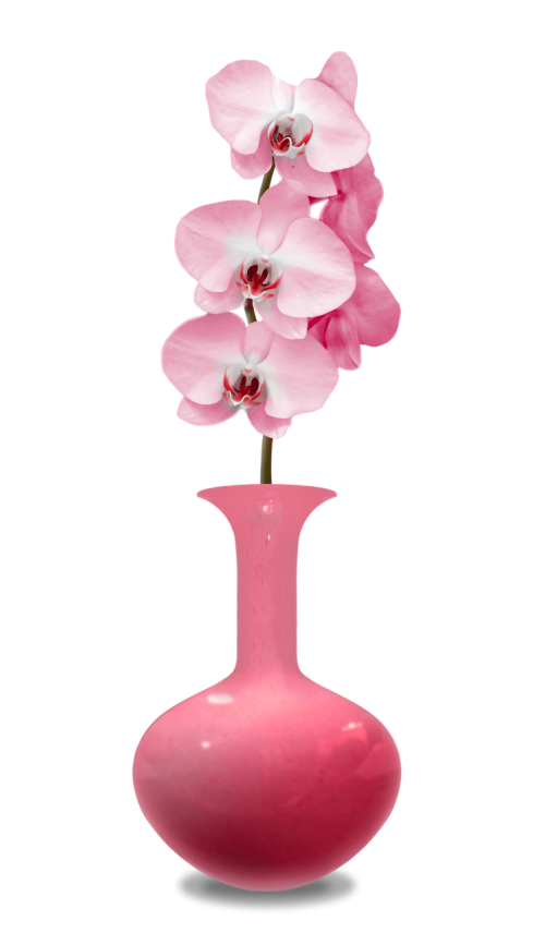 Vazos, Orchidėjos, Rožinis, Gėlių Kambarys, Orchidėja, Augalas, Rytietiška Gėlė, Apdaila, Žydi, Flora, Stiklas