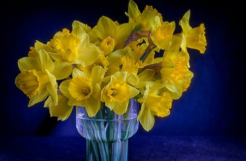 Vazos, Gėlės, Puokštė, Narcizai, Geltona, Amaryllidoideae