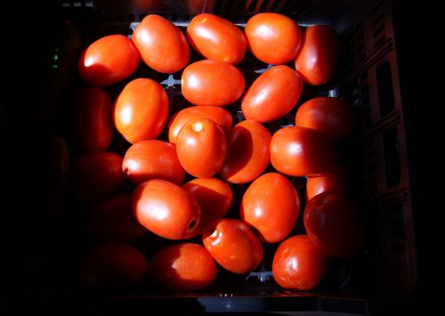 Daržovės, Pomidoras, Šviesa